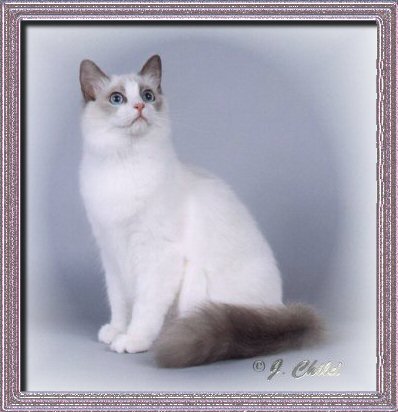 Ragdoll cat, Blue point bicolor