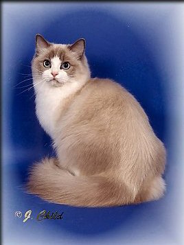 Ragdoll Cat RW SGC Bellapalazzo Emalie