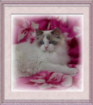 Ragdoll blue bicolor Ethanial
