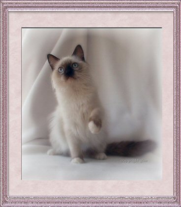 Ragdoll Cat BellaPalazzo Hudson