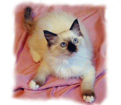 Sealpoint Mitted Female Ragdoll Kitten