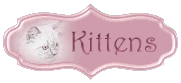 Ragdoll Kittens