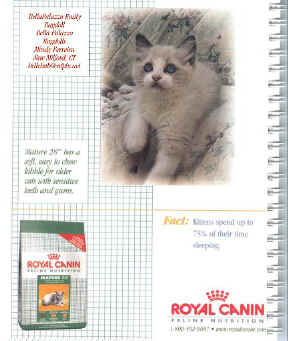 Royal Canin Ragdoll Kitten Emalie