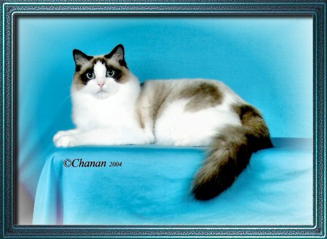 Ragdoll Cat Seal Point Bicolor Frances