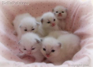 Ragdoll kittens in Connecticut