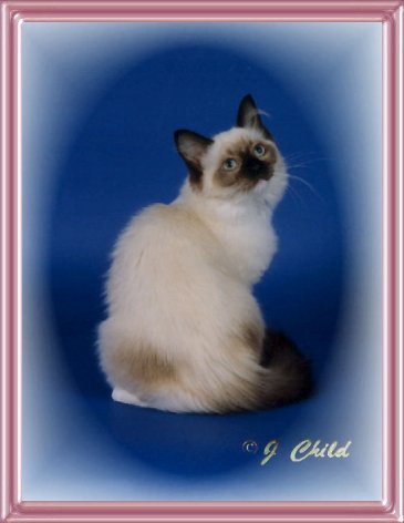 Seal Point Mitted Ragdoll Cat