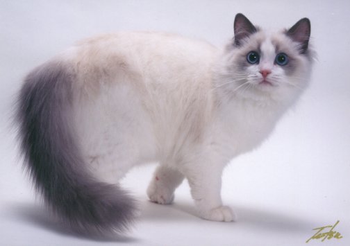 Blue Point Bicolor Ragdoll  Cat "Briaton"