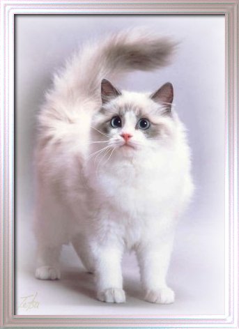 RW QGC Bellapalazzo Dayanne Blue bicolor Ragdoll