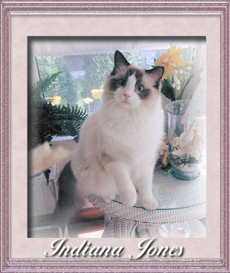 Seal point bicolor Ragdoll cat, Indiana Jones