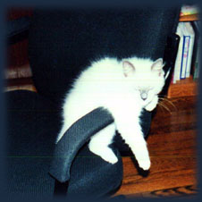 Blue Point Mitted Ragdoll Kitten