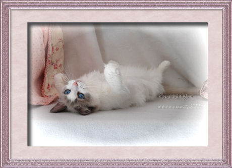 blue bicolor Ragdoll cat BellaPalazzo Juliette