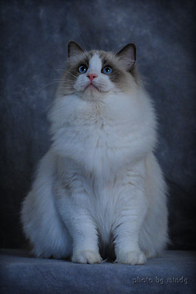 blue point bicolor BellaPalazzo Ragdolls