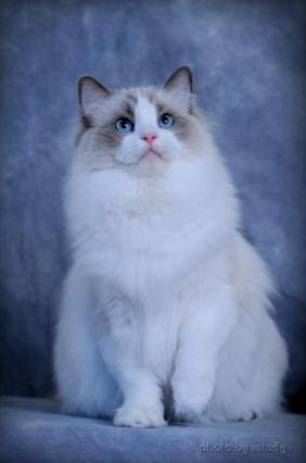Montego-Ragdoll cat