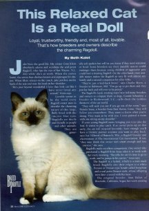 Allysa in Cat Fancy Ragdoll cat breed profile