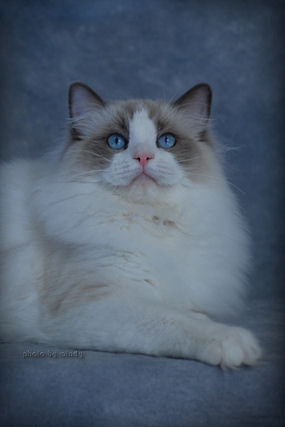 blue bicolor rag doll