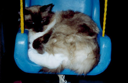 Seal Point Mitted Ragdoll Cat
