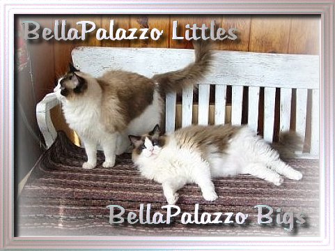 Seal point bicolor Ragdoll cats